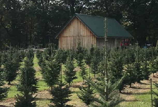 Christmas Tree Farms in Metro Detroit