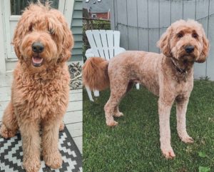 Bingo Pet Salon - Before and After Photo of Dog