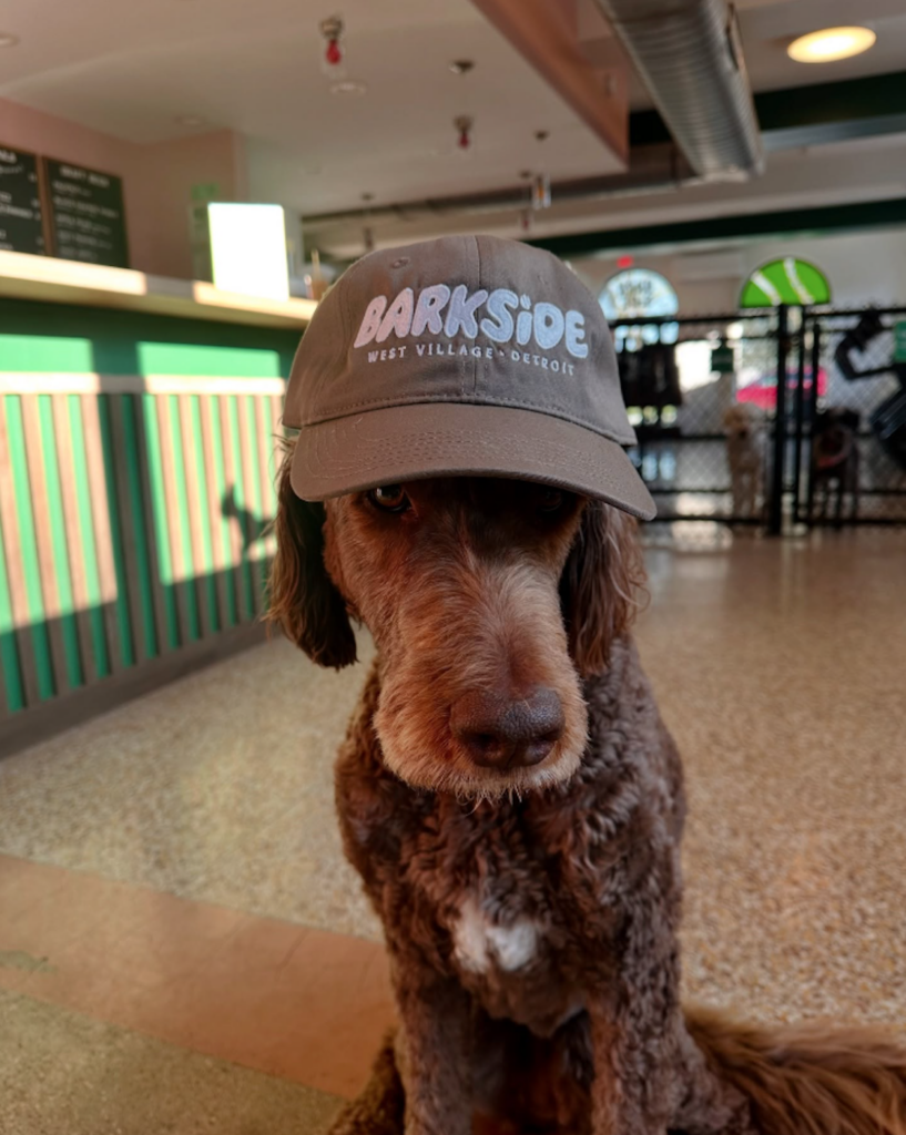 Doodle wearing Barkside West Village hat