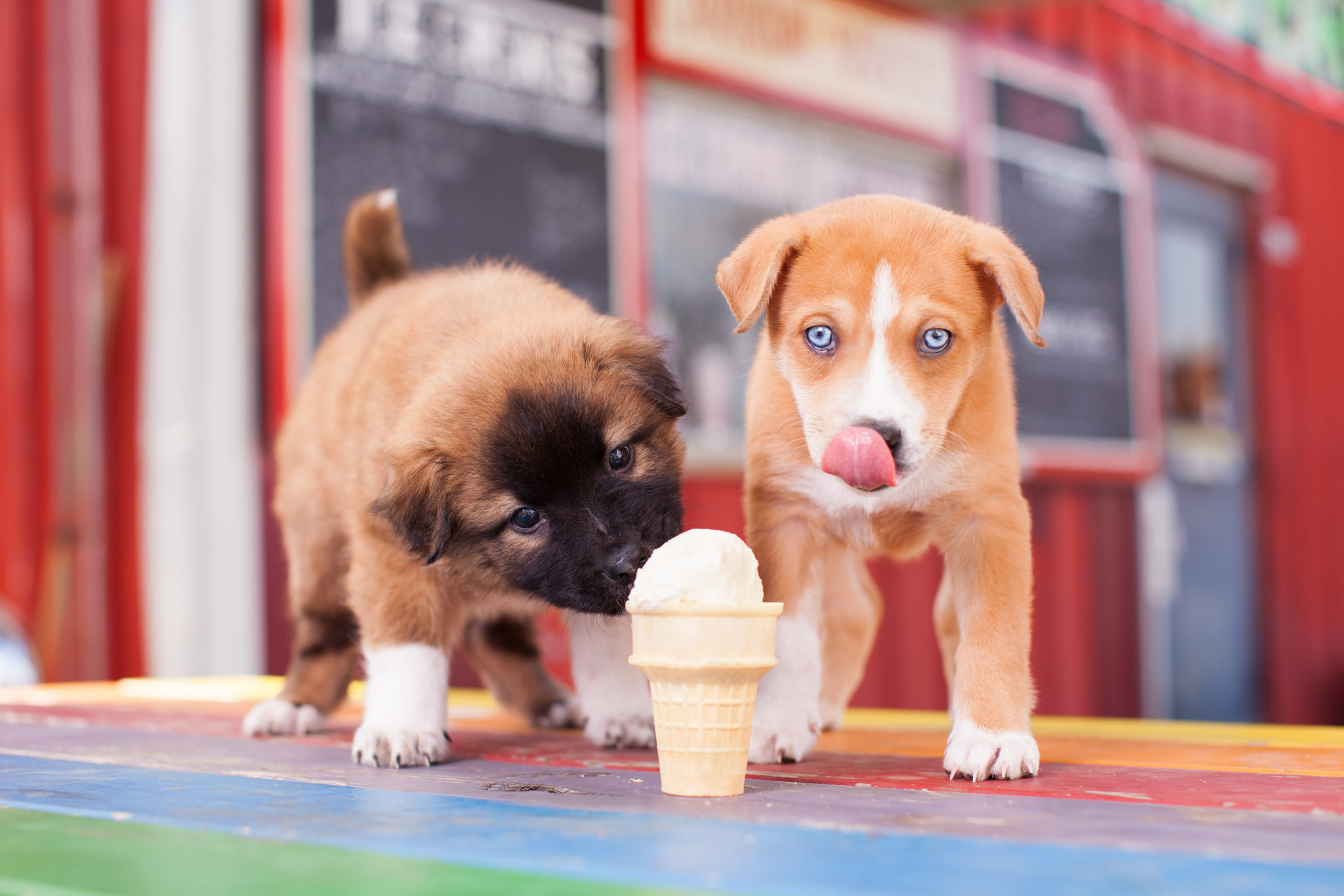 Chilly Tails Frozen Treats for Metro Detroit Pups Chevy Detroit