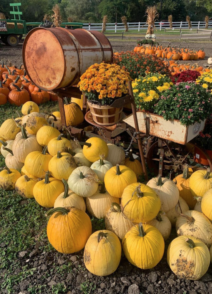 three cedars farm - find a pumpkin