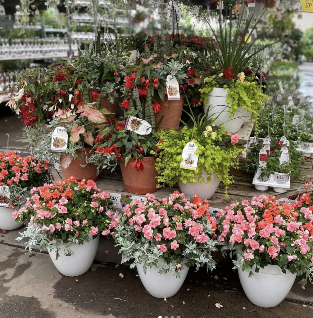 Assorted potted plants from English Gardens