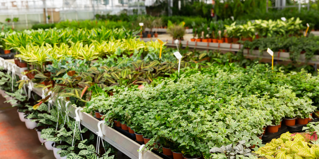 Rows of plants in an indoor greenhouse