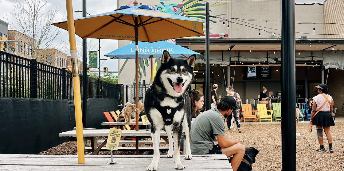 Husky on a picnic table in Barkside's outdoor space