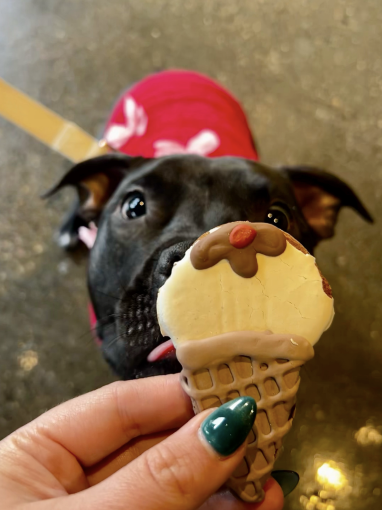 Dog and dog treat from Coffee & Bark