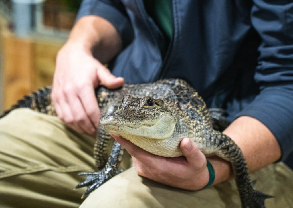 Small gator displayed at The Creature Conservancy