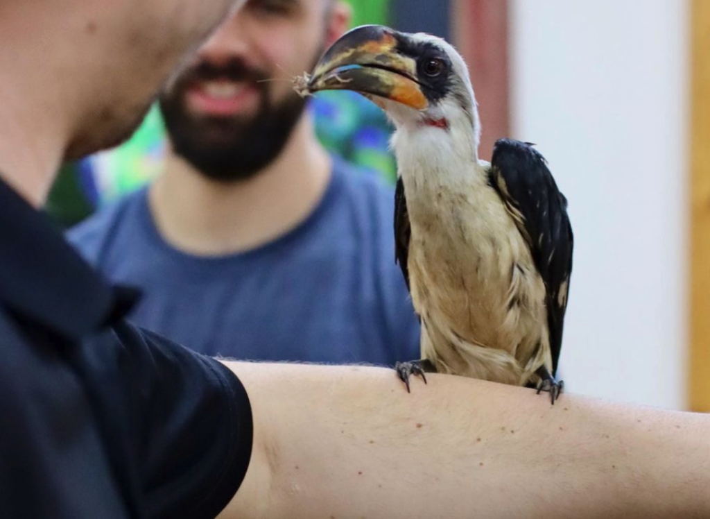 Exotic bird rests on man's arm at The Creature Conservancy