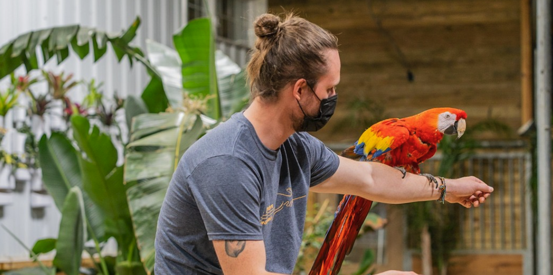 Parrot rests on a man's arm