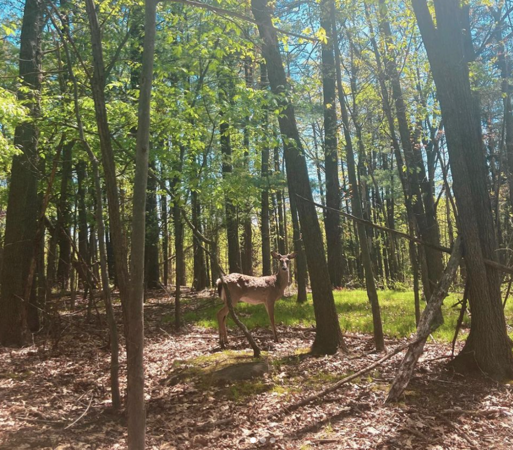 Deer in the forrest of West Bloomfield Woods Nature Preserve