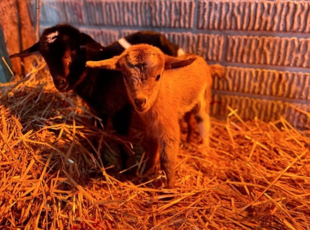 baby goats at Maybury Farm