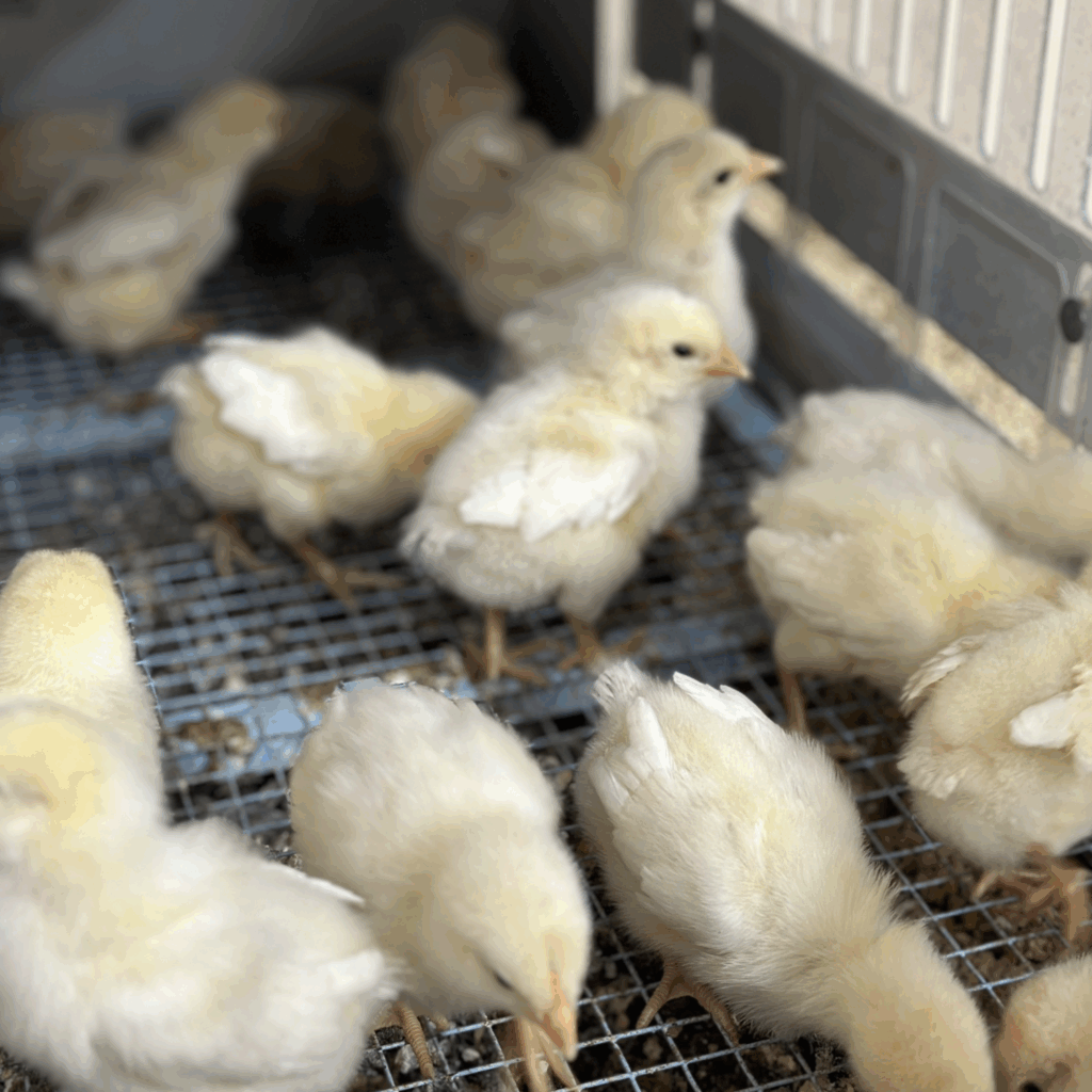 Baby chicks at Bowers School Farm - animals