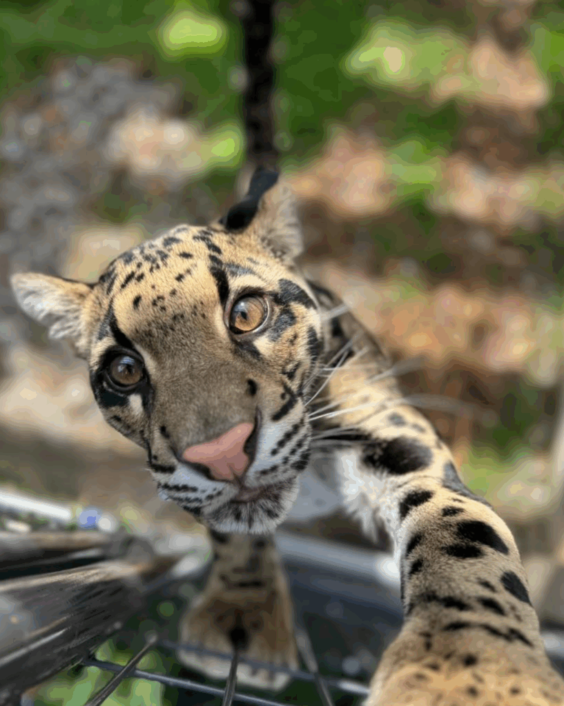 Snow Leopard at The Creature Conservancy - animals