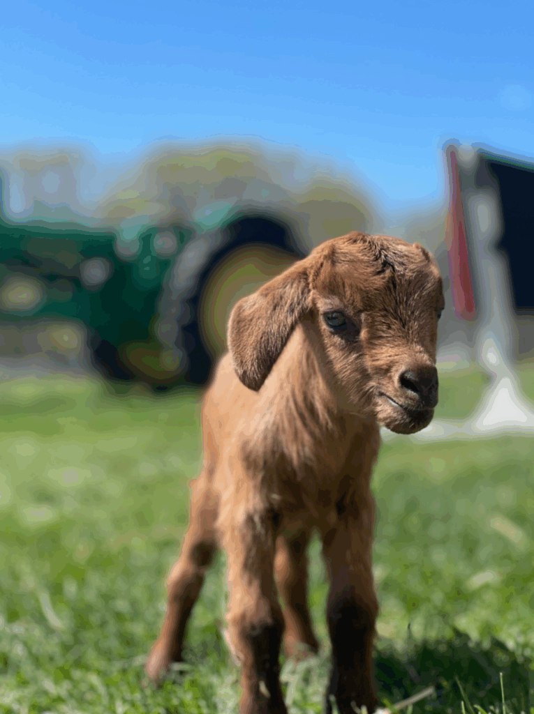 Goat at Maybury Farm