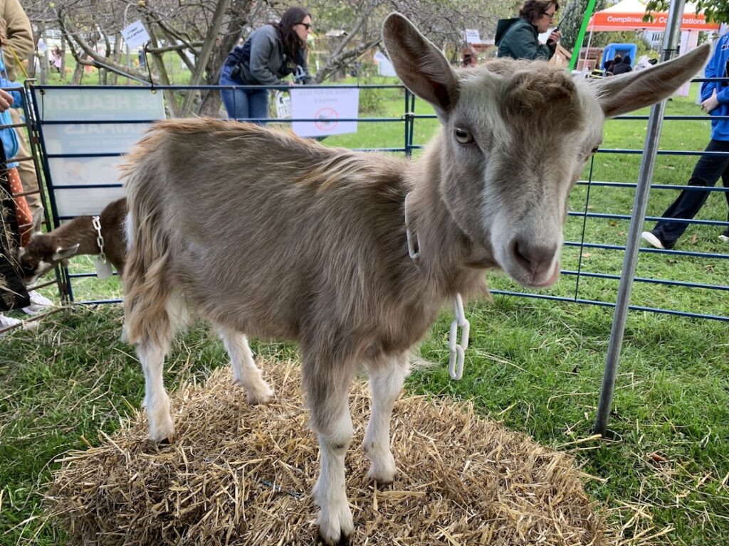 msu tollgate farm pumpkinfest fall festival with goats