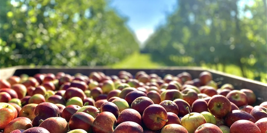 Apples getting harvested