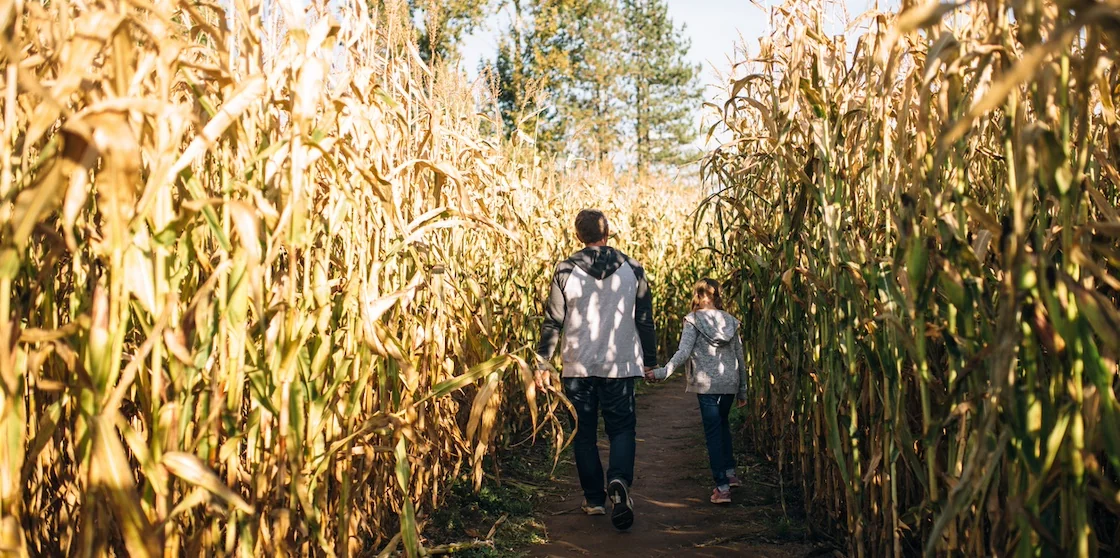 Man and little girl walking in corn mazes