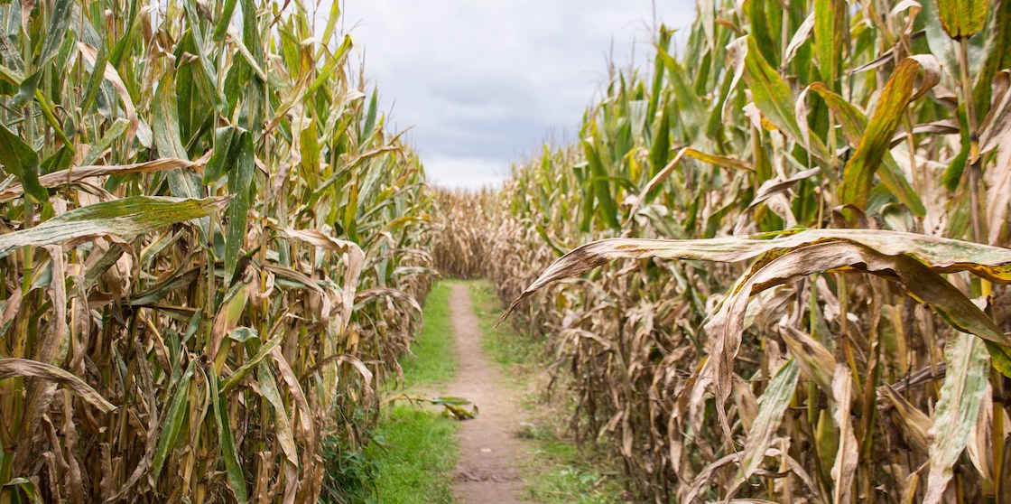 corn mazes at maybury farms
