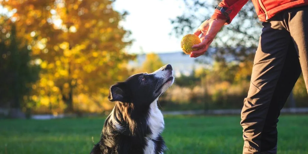 person holds a small ball out to a border collie in a field