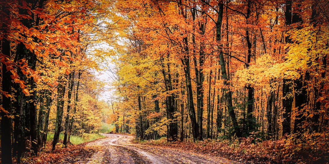 Winding road with colorful leaves on trees