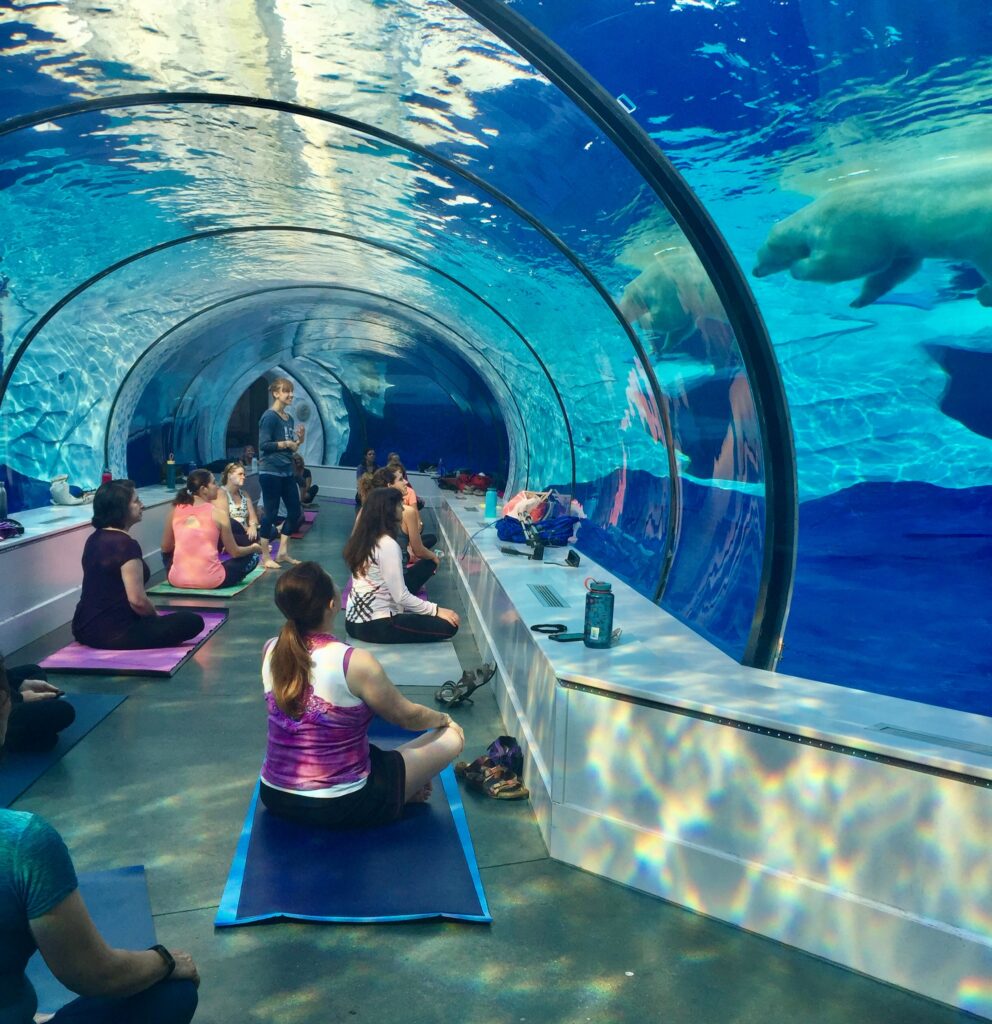 yoga session in the polar bear exhibit at the detroit zoo - february events
