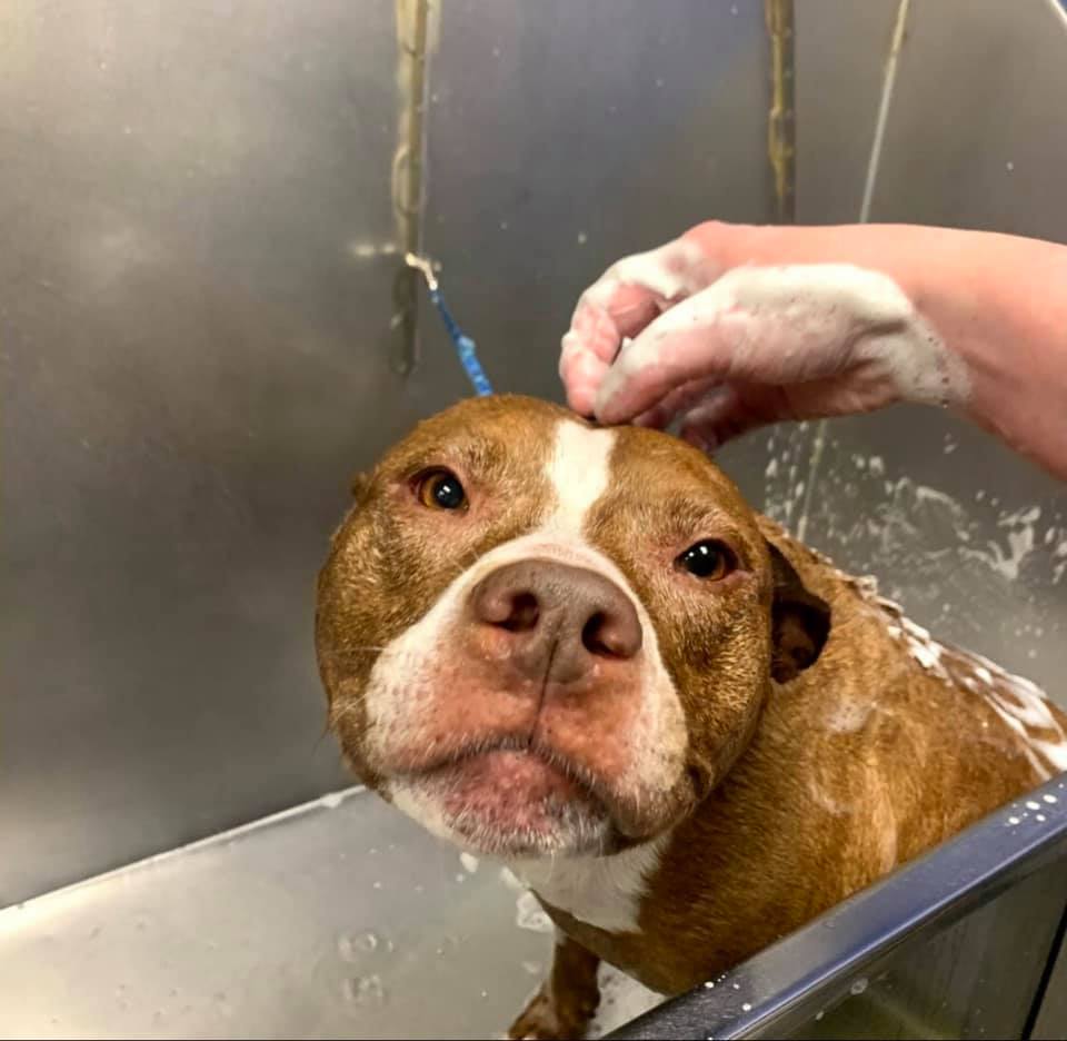 canine to five grooming session with a pitbull in the bath