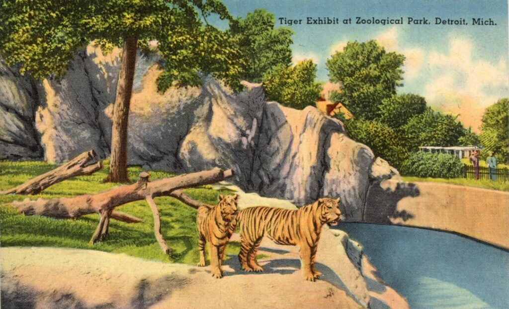 dated post card with tigers from the zoological park in detroit