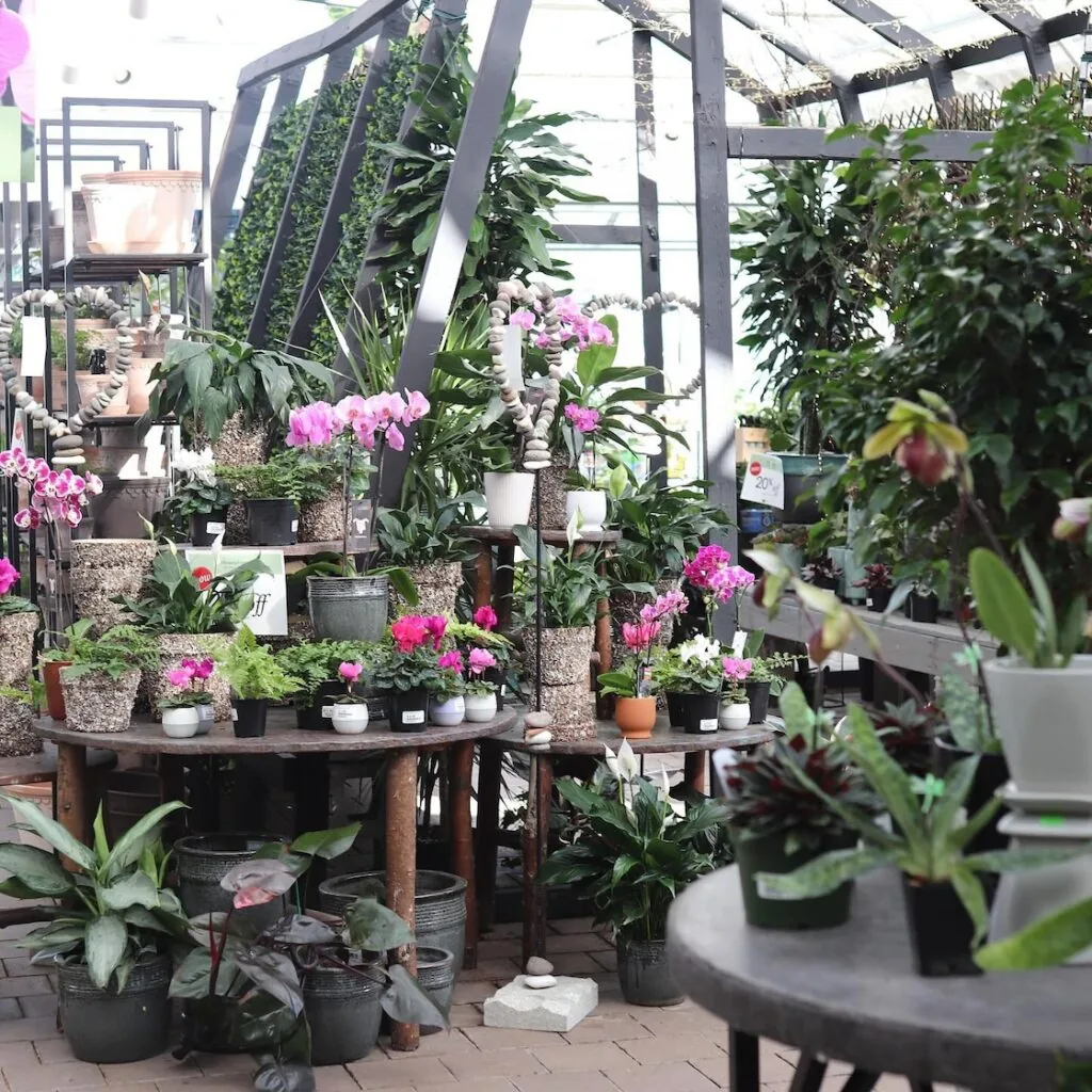 ray wiegand's greenhouse with flowers and plants