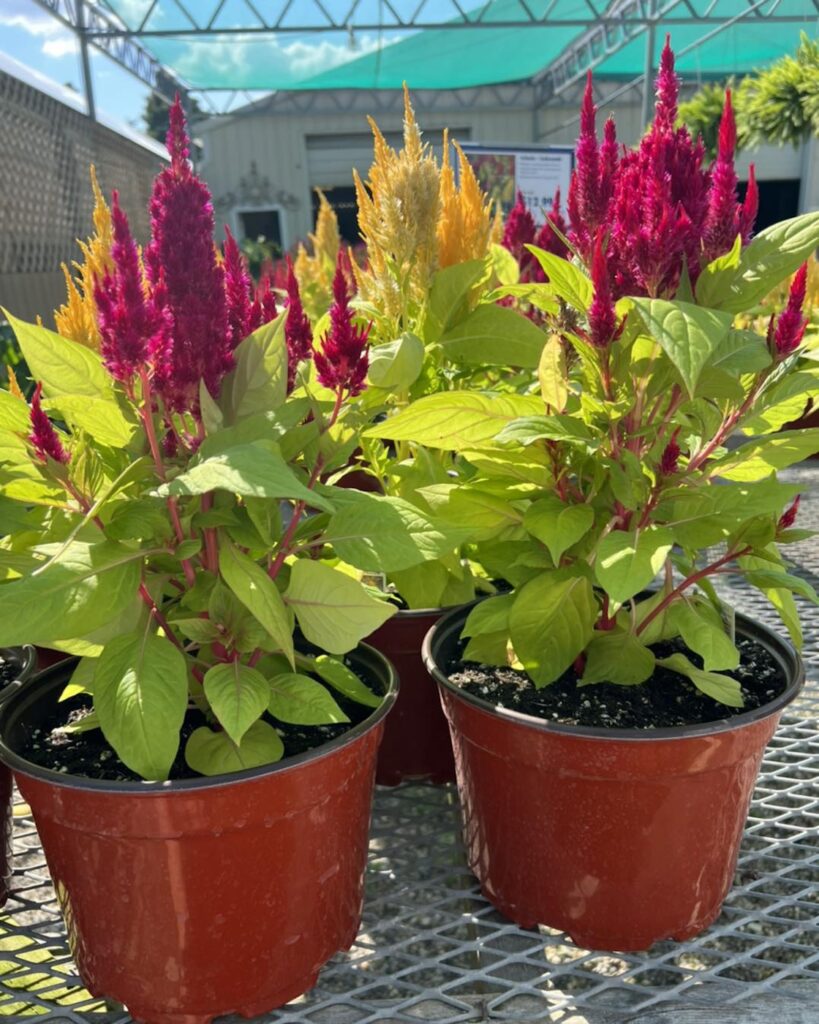celosia at willow greenhouse