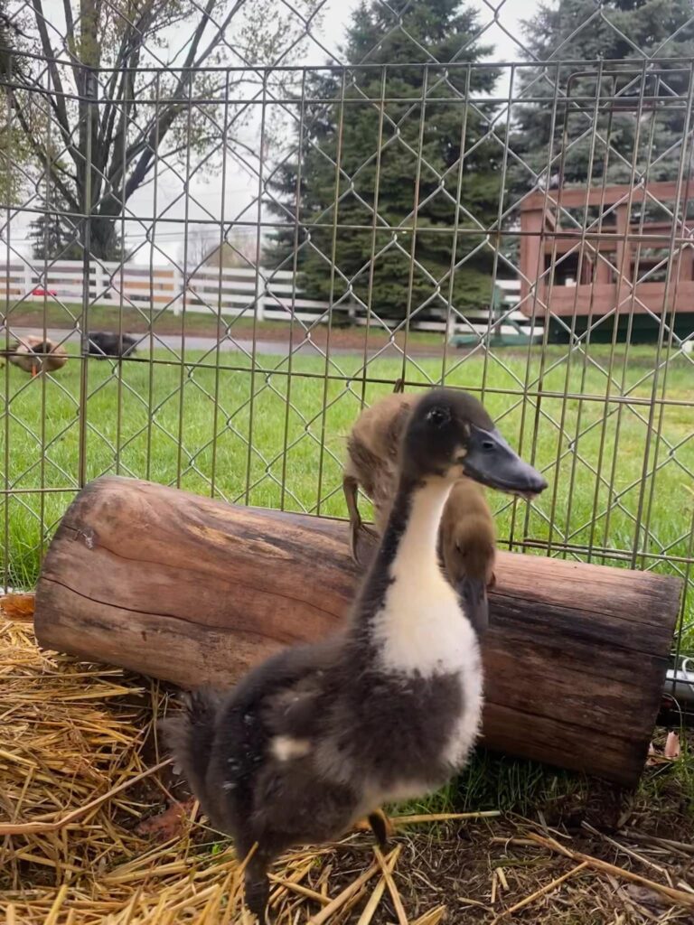 ducks at heritage park petting farm - summer visit