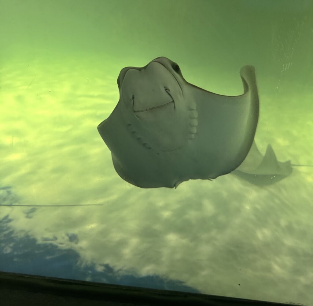 Smiling stingray at LegaSea Aquarium