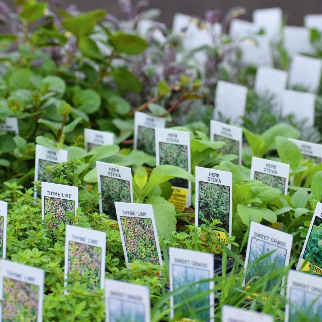walled lake market place herb plants