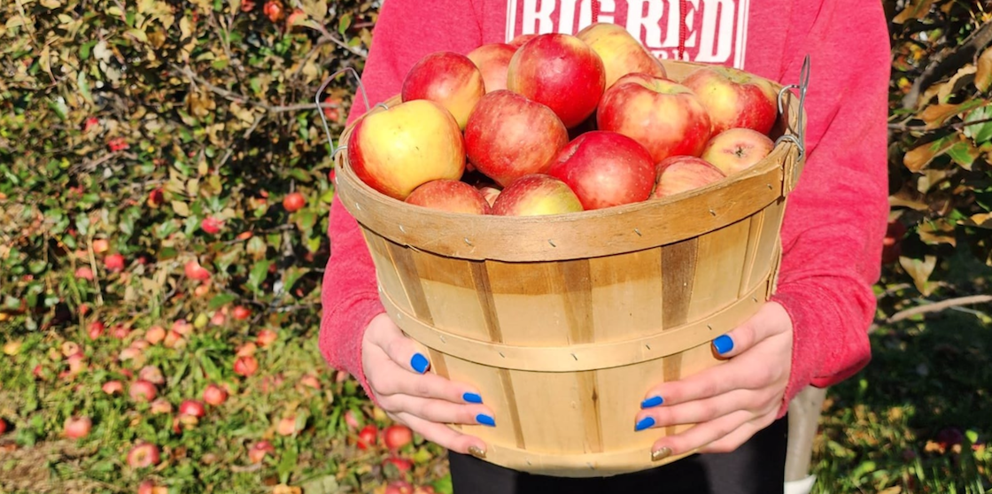 big red orchards basket of apples