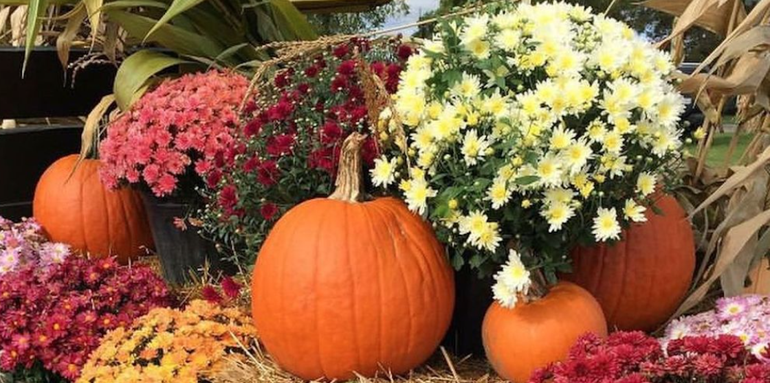 pumpkin patch with decorations and flowers