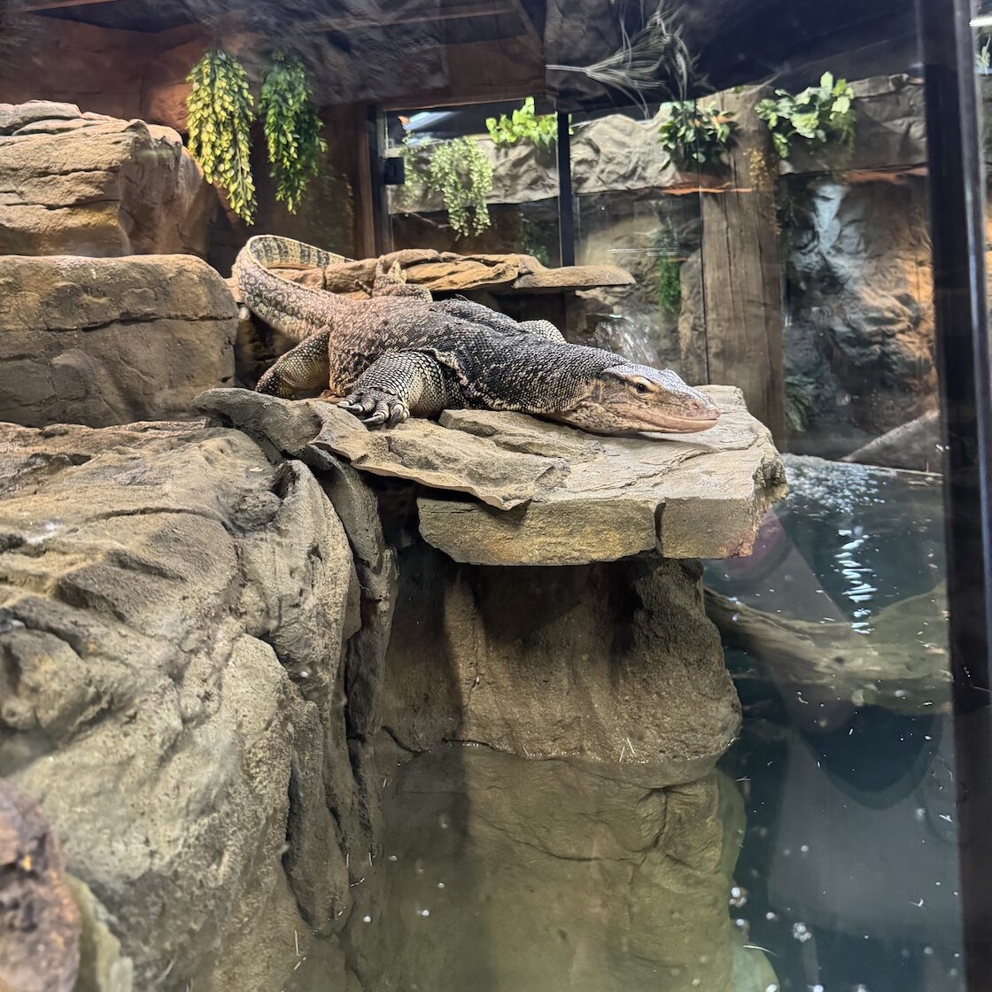 Elvis, an Asian Water Monitor at LegaSea Aquarium