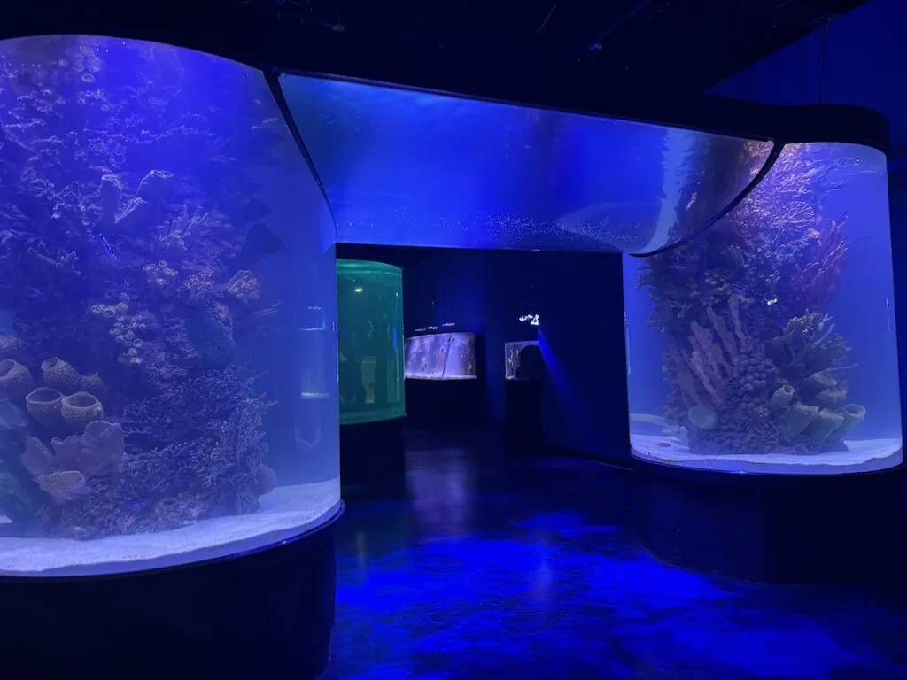fish tanks at LegaSea