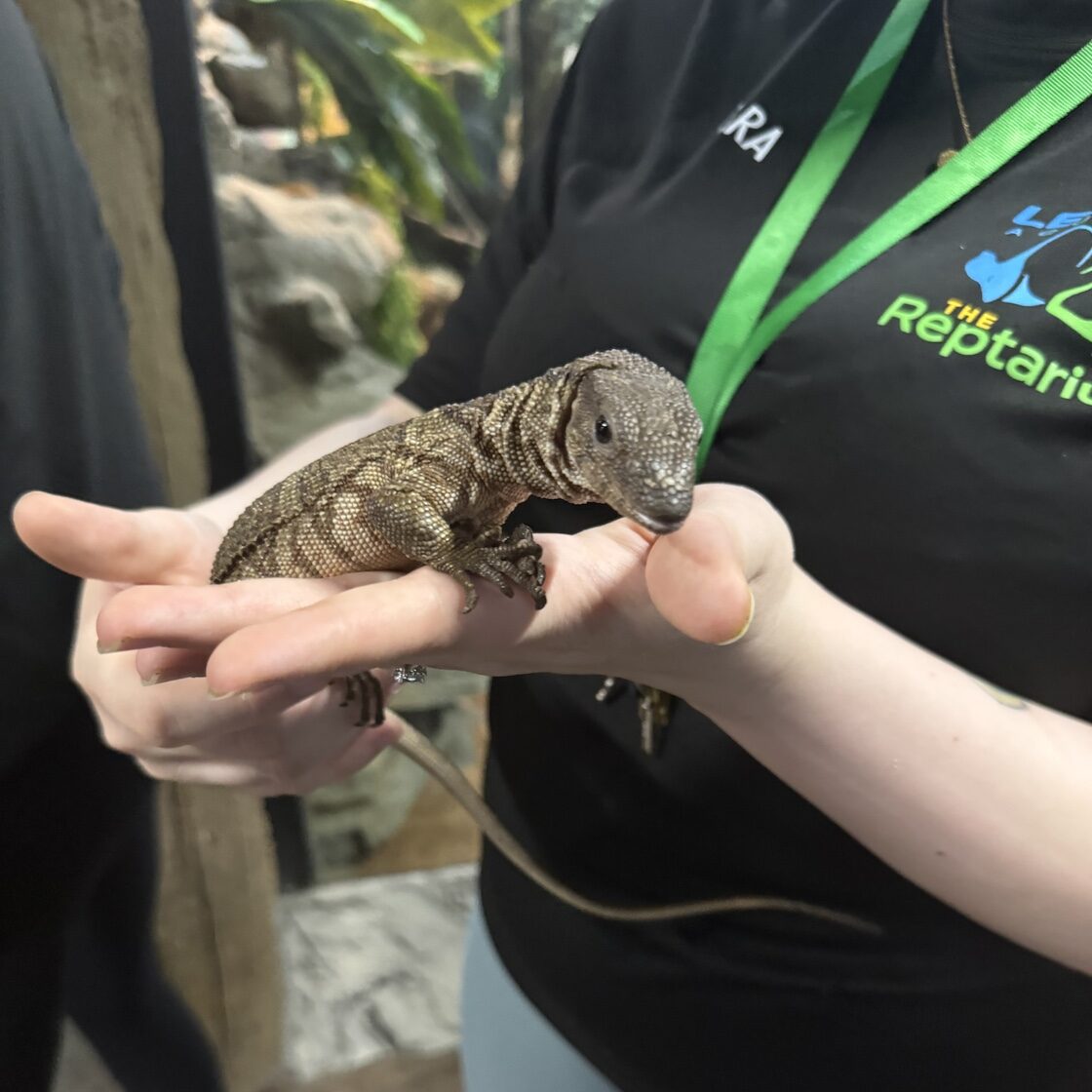 Weasley, Legasea Aquarium's Dumeril Monitor