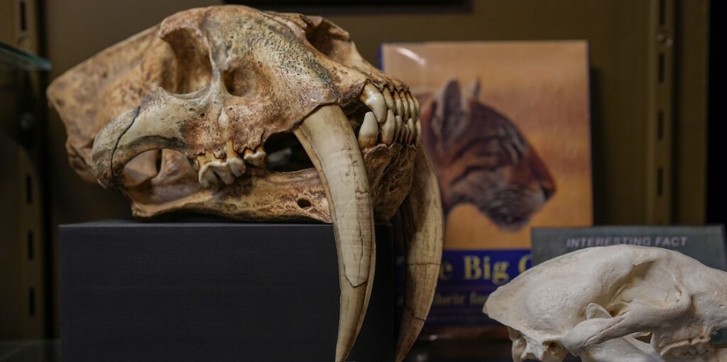 Mythos Museum sabertooth skull - Pontiac musuem