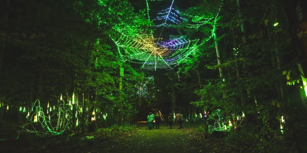 Glenlore Trails forest walk lit up